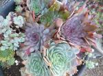 hardy-succulents-september2.jpg