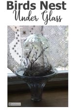 birds-nest-under-glass600x900.jpg