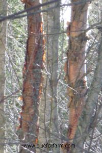 Betula-bark.jpg