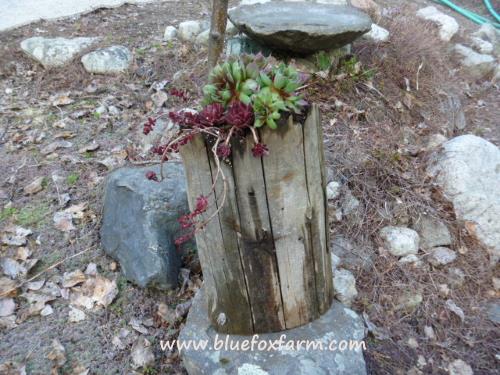 Rugged, found items make perfect planters for hardy succulents...