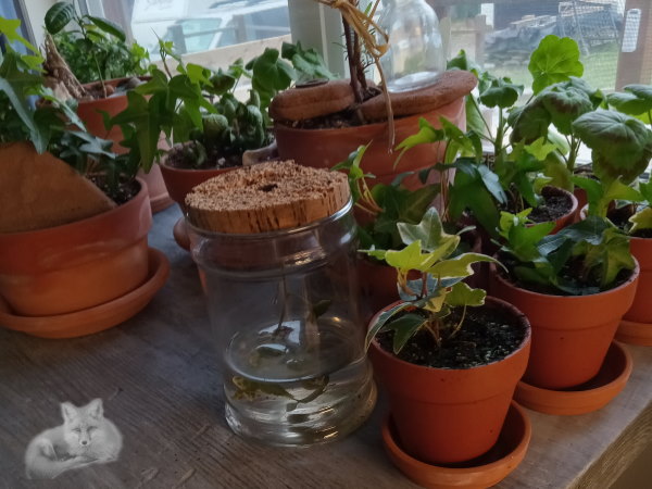 Furnishing The Old Window Greenhouse, Or, What Goes In It.