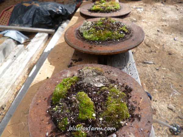 Garden Art Made from Trash - Brake Drum Moss Gardens