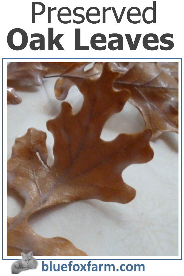 preserved-oak-leaves-600x900.jpg