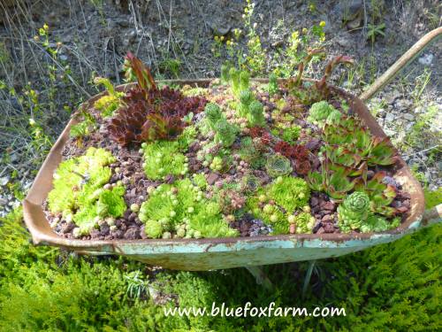 A home for special hardy succulents