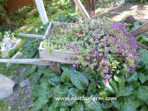 Frothing over with Sedum, an old wooden topped wheelbarrow