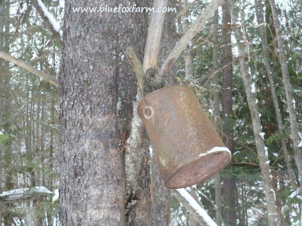 Tin can hanging on a tree